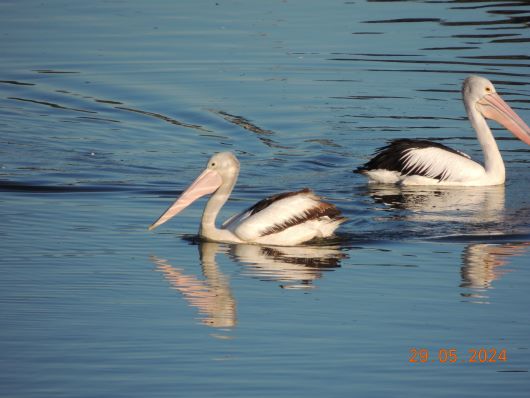 Pelikans in Yachtharbour